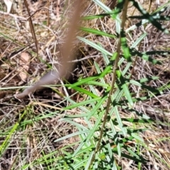 Astrotricha ledifolia at Canberra Central, ACT - 1 Nov 2023