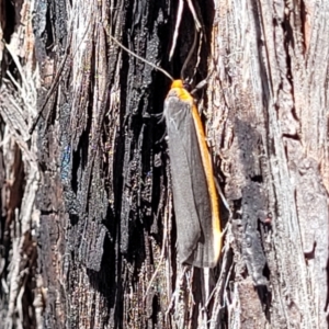 Palaeosia bicosta at Canberra Central, ACT - 1 Nov 2023