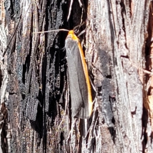 Palaeosia bicosta at Canberra Central, ACT - 1 Nov 2023