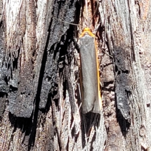 Palaeosia bicosta at Canberra Central, ACT - 1 Nov 2023