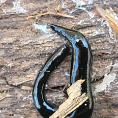 Parakontikia ventrolineata (Stripe-bellied flatworm) at Canberra Central, ACT - 1 Nov 2023 by trevorpreston