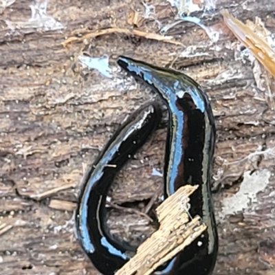 Parakontikia ventrolineata (Stripe-bellied flatworm) at Point 60 - 1 Nov 2023 by trevorpreston