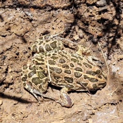 Limnodynastes tasmaniensis (Spotted Grass Frog) at Canberra Central, ACT - 1 Nov 2023 by trevorpreston