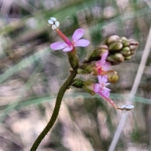 Stylidium graminifolium at Canberra Central, ACT - 1 Nov 2023 12:37 PM