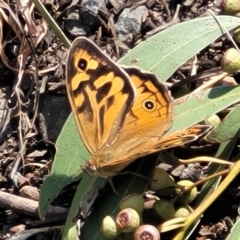 Heteronympha merope (Common Brown Butterfly) at Canberra Central, ACT - 1 Nov 2023 by trevorpreston