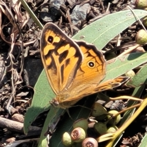 Heteronympha merope at Canberra Central, ACT - 1 Nov 2023