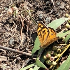 Heteronympha merope at Canberra Central, ACT - 1 Nov 2023 12:37 PM