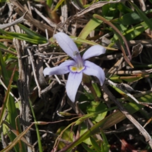 Isotoma fluviatilis subsp. australis at Tuggeranong, ACT - 24 Oct 2023