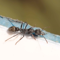 Myrmecia sp., pilosula-group at Bruce, ACT - 31 Oct 2023