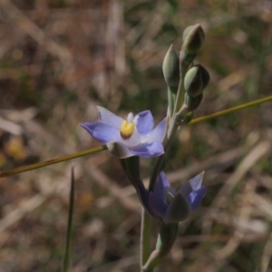 Thelymitra brevifolia at Mount Taylor - suppressed