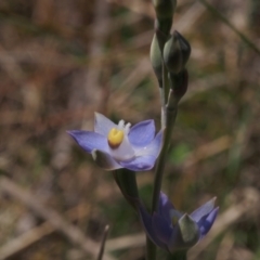 Thelymitra brevifolia at Mount Taylor - suppressed