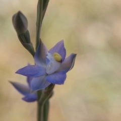 Thelymitra brevifolia at Mount Taylor - suppressed