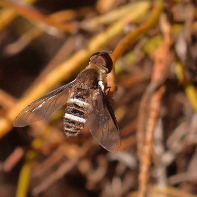 Villa sp. (genus) (Unidentified Villa bee fly) at Bruce Ridge to Gossan Hill - 30 Oct 2023 by ConBoekel