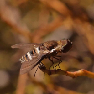 Villa sp. (genus) at Bruce, ACT - 31 Oct 2023 09:07 AM