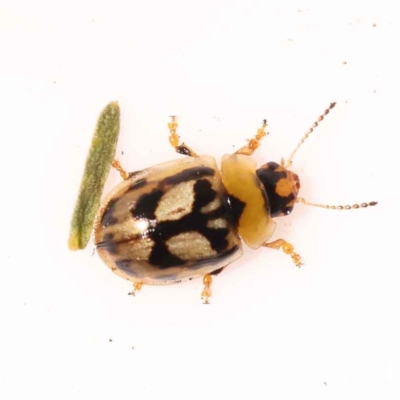 Peltoschema hamadryas (Hamadryas leaf beetle) at Bruce Ridge to Gossan Hill - 30 Oct 2023 by ConBoekel