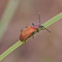 Ecnolagria grandis (Honeybrown beetle) at Bruce Ridge to Gossan Hill - 30 Oct 2023 by ConBoekel
