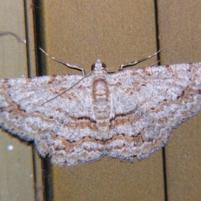 Didymoctenia exsuperata (Thick-lined Bark Moth) at Sheldon, QLD - 25 Oct 2007 by PJH123