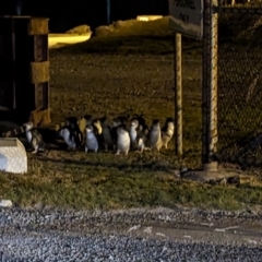 Eudyptula minor (Little Penguin) at Grassy, TAS - 29 Oct 2023 by HelenCross