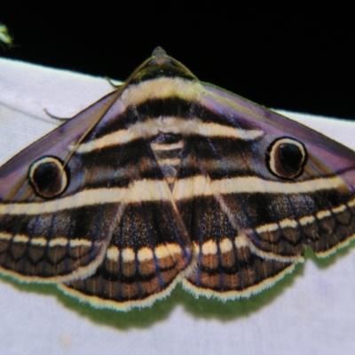 Donuca orbigera (A Noctuid moth (Eribidae)) at Sheldon, QLD - 25 Oct 2007 by PJH123