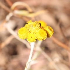 Chrysocephalum apiculatum (Common Everlasting) at Bruce Ridge to Gossan Hill - 30 Oct 2023 by ConBoekel