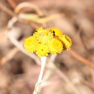 Chrysocephalum apiculatum at Bruce, ACT - 31 Oct 2023