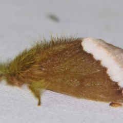 Euproctis baliolalis (Browntail Gum Moth) at Sheldon, QLD - 25 Oct 2007 by PJH123