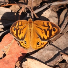 Heteronympha merope (Common Brown Butterfly) at Bruce, ACT - 31 Oct 2023 by ConBoekel
