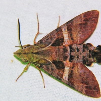 Macroglossum errans (Australian Hummingbird Hawkmoth) at Sheldon, QLD - 25 Oct 2007 by PJH123