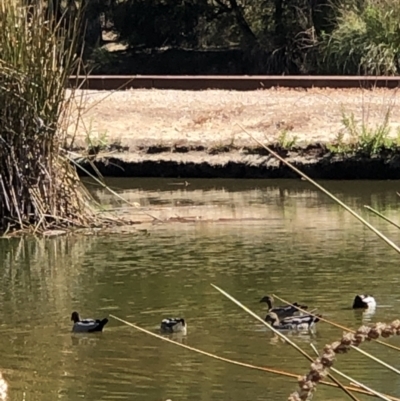 Chenonetta jubata (Australian Wood Duck) at Belconnen, ACT - 1 Nov 2023 by Butterflygirl