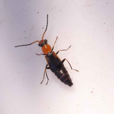 Carphurini sp. (tribe) (Soft-winged flower beetle) at Bruce Ridge to Gossan Hill - 30 Oct 2023 by ConBoekel