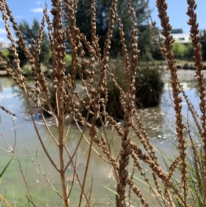 Lythrum salicaria at Belconnen, ACT - 1 Nov 2023 02:58 PM