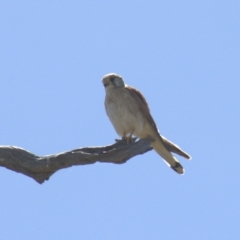 Falco cenchroides (Nankeen Kestrel) at Gundaroo, NSW - 1 Nov 2023 by Gunyijan