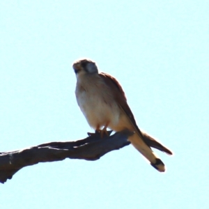 Falco cenchroides at Gundaroo, NSW - 1 Nov 2023