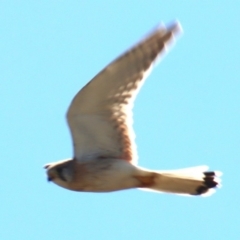 Falco cenchroides at Gundaroo, NSW - 1 Nov 2023