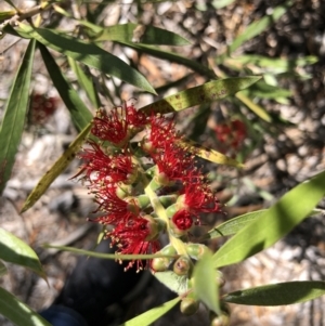 Callistemon sp. at Belconnen, ACT - 1 Nov 2023