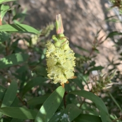 Callistemon sp. (A Bottlebrush) at Lake Ginninderra - 1 Nov 2023 by Butterflygirl