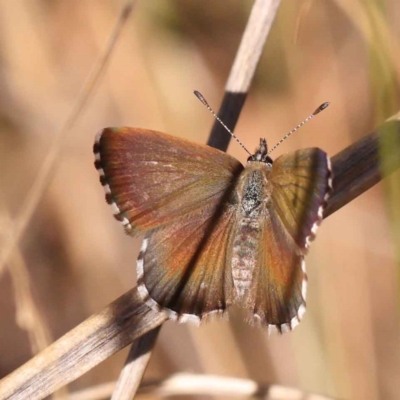 Neolucia agricola (Fringed Heath-blue) at Bruce, ACT - 31 Oct 2023 by ConBoekel