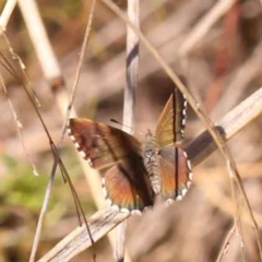 Neolucia agricola at Bruce, ACT - 31 Oct 2023