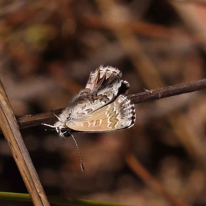 Neolucia agricola at Bruce, ACT - 31 Oct 2023