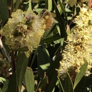 Apis mellifera at Belconnen, ACT - 1 Nov 2023