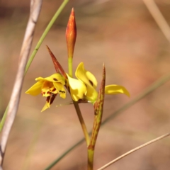 Diuris sulphurea at Bruce, ACT - 31 Oct 2023