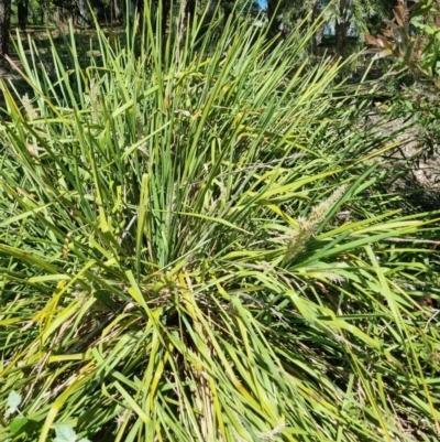 Lomandra longifolia (Spiny-headed Mat-rush, Honey Reed) at Lake Ginninderra - 1 Nov 2023 by Butterflygirl