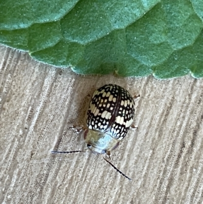 Paropsis pictipennis (Tea-tree button beetle) at Macgregor, ACT - 1 Nov 2023 by APB