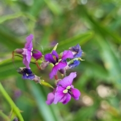 Hardenbergia violacea (False Sarsaparilla) at Belconnen, ACT - 1 Nov 2023 by Butterflygirl