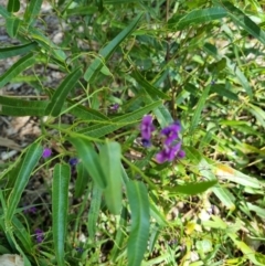 Hardenbergia violacea at Belconnen, ACT - 1 Nov 2023