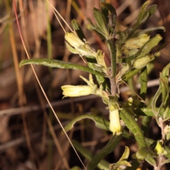 Billardiera scandens (Hairy Apple Berry) at Bruce Ridge to Gossan Hill - 30 Oct 2023 by ConBoekel