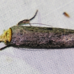 Thymiatris cephalochra (A Gelechioid moth (Xyloryctidae)) at Sheldon, QLD - 25 Oct 2007 by PJH123