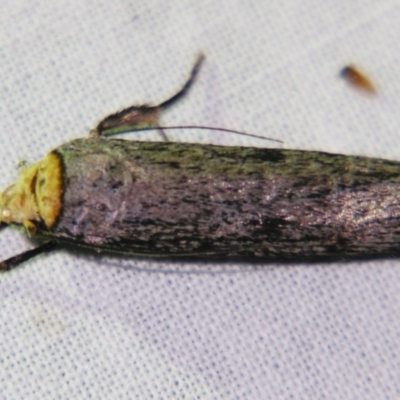 Thymiatris cephalochra (A Gelechioid moth (Xyloryctidae)) at Sheldon, QLD - 25 Oct 2007 by PJH123