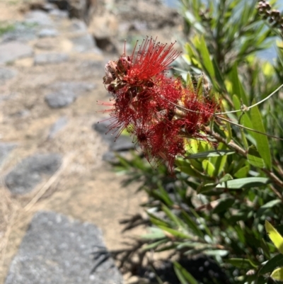 Callistemon sp. (A Bottlebrush) at Belconnen, ACT - 1 Nov 2023 by Butterflygirl