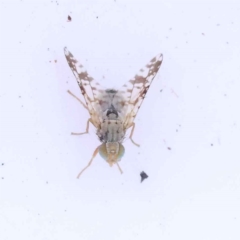 Austrotephritis poenia (Australian Fruit Fly) at Bruce, ACT - 30 Oct 2023 by ConBoekel
